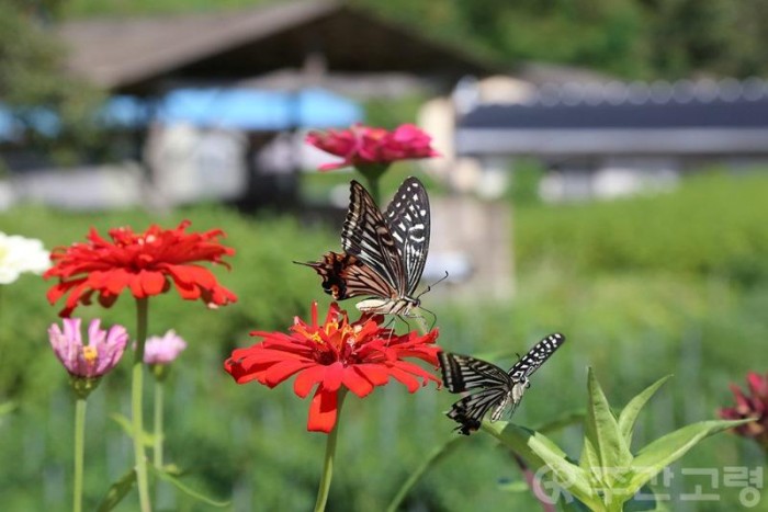 초가을 한적한 오후 나비들의 향연.JPG