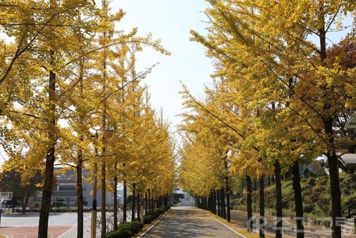 1. 포토-샛노란 은행잎이 가을을 재촉하네(대가야고 교정).JPG