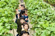다산초등학교병설유치원 딸기 따며 우리 마을 체험