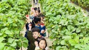 다산초등학교병설유치원 딸기 따며 우리 마을 체험