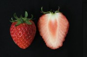 과중·경도·당도 UP…딸기 신품종 ‘금실’ 보급