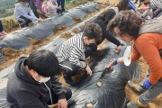박곡초 어린농부들 텃밭에 감자 심다