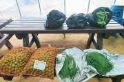 대가야농촌문화체험특구서 재배한 농작물 복지시설 기부